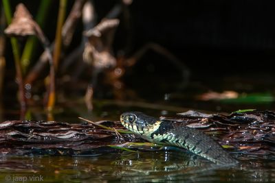 Barred Grass Snake - Ringslang - Natrix helvetica