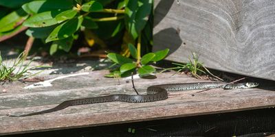 Barred Grass Snake - Ringslang - Natrix helvetica