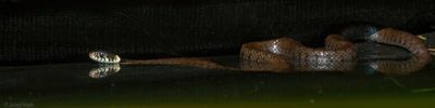Barred Grass Snake - Ringslang - Natrix helvetica