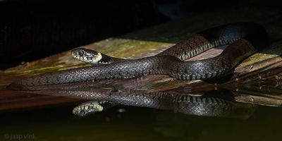 Barred Grass Snake - Ringslang - Natrix helvetica