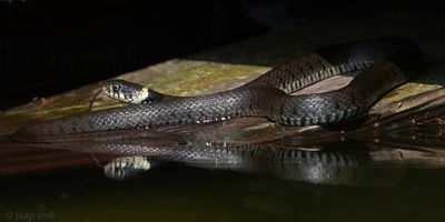 Barred Grass Snake - Ringslang - Natrix helvetica