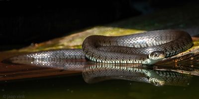 Barred Grass Snake - Ringslang - Natrix helvetica