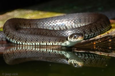 Barred Grass Snake - Ringslang - Natrix helvetica