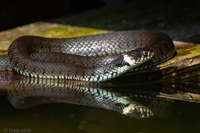 Barred Grass Snake - Ringslang - Natrix helvetica