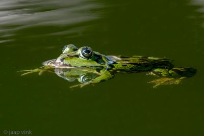 Pelophylax spec - Groene Kikker spec