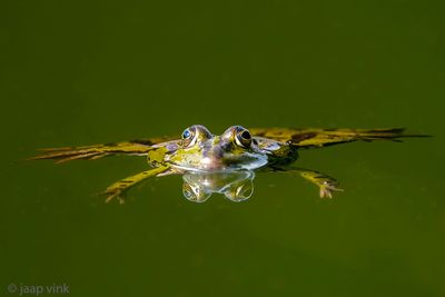 Pelophylax spec - Groene Kikker spec