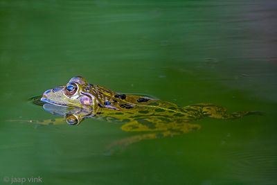 Pelophylax spec - Groene Kikker spec