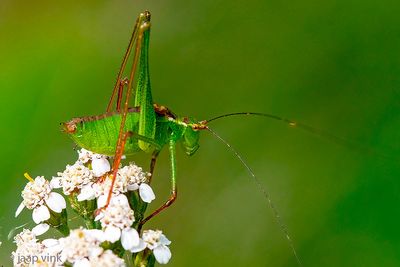 Speckled Bush-cricket - Struiksprinkhaan - Leptophyes punctatissima