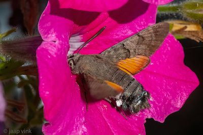 Hummingbird Hawk-Moth - Kolibrievlinder - Macroglossum stellatarum