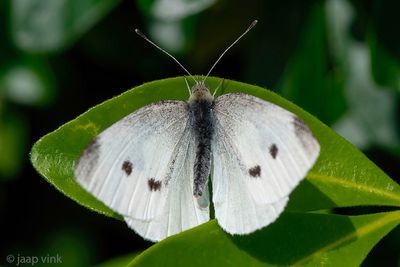 Netherlands, Noordwijk: Butterflies & Moths 2017-2023