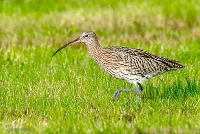 Eurasian Curlew - Wulp - Numenius arquata