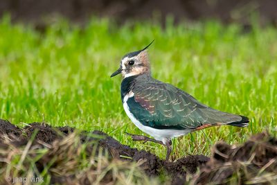 Northern Lapwing - Kievit Vanellus vanellus