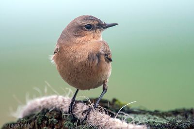 Northern Wheatear - Tapuit - Oenanthe oenanthe