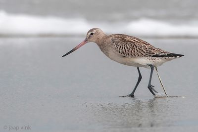 Bar-tailed Godwit - Rosse Grutto - Limosa lapponica