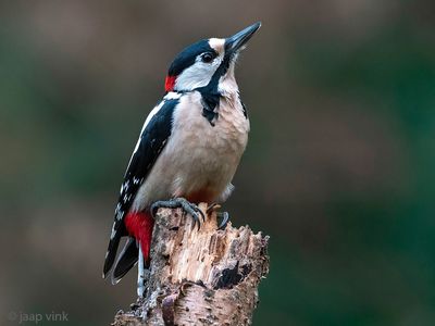 Great Spotted Woodpecker - Grote Bonte Specht - Dendrocopos major