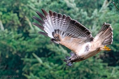 Common Buzzard - Buizerd - Buteo buteo