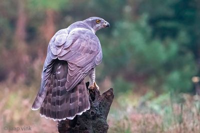 Northern Goshawk - Havik - Accipiter gentilis