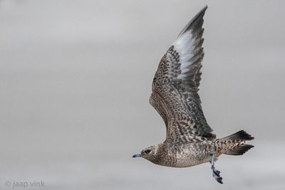 Arctic Skua - Kleine Jager - Stercorarius parasiticus