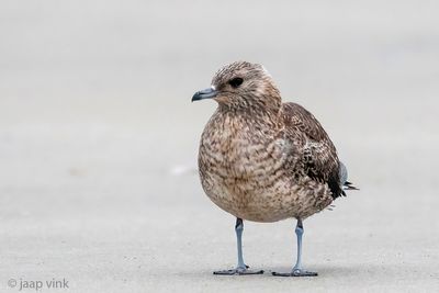 Arctic Skua - Kleine Jager - Stercorarius parasiticus