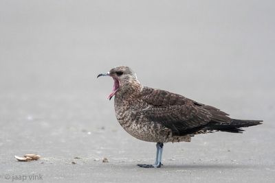 Arctic Skua - Kleine Jager - Stercorarius parasiticus