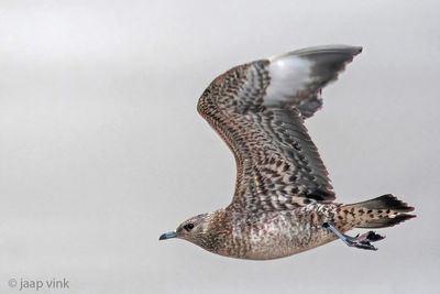 Arctic Skua - Kleine Jager - Stercorarius parasiticus