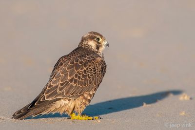 Peregrine - Slechtvalk - Falco peregrinus