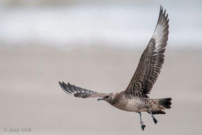 Arctic Skua - Kleine Jager - Stercorarius parasiticus