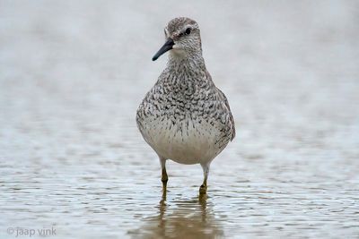 Red Knot - Kanoet - Calidris canutus