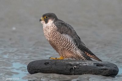 Peregrine - Slechtvalk - Falco peregrinus