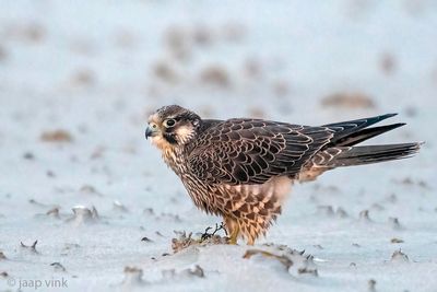 Peregrine - Slechtvalk - Falco peregrinus