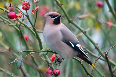 Netherlands, Terschelling: Bohemian Waxwing