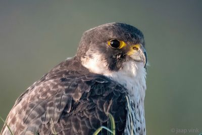 Netherlands, Terschelling: Peregrine Falcon