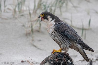 Netherlands, Terschelling: Peregrine Falcon