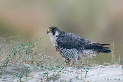 Netherlands, Terschelling, Peregrine: November 2023