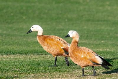 Ruddy Shelduck - Casarca - Tadorna ferruginea