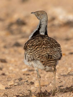 Houbara Bustard - Westelijke Kraagtrap - Chlamydotis undulata fuertaventurae