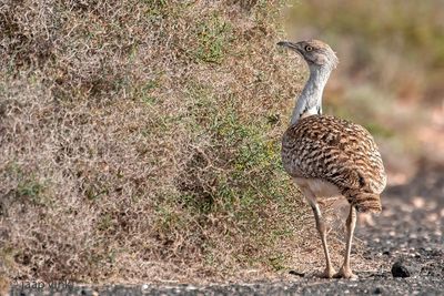 Houbara Bustard - Westelijke Kraagtrap - Chlamydotis undulata fuertaventurae