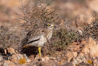 Stone Curlew - Griel - Burhinus oedicnemus