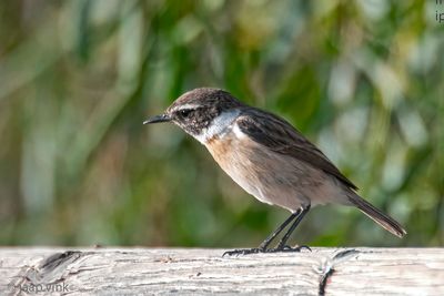 Canary Islands Stonechat - Canarische Roodborsttapuit - Saxicola dacotiae