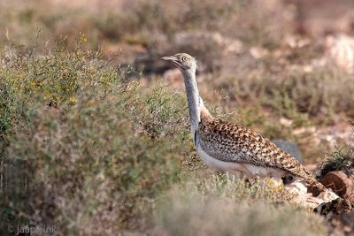 Houbara Bustard - Westelijke Kraagtrap - Chlamydotis undulata fuertaventurae