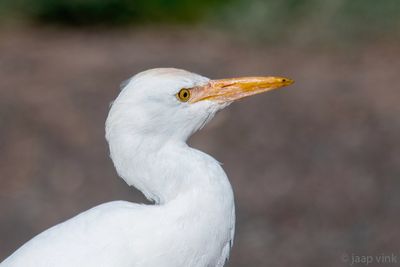 Cattle Egret - Koereiger - Bubulcus ibis - Bubulcus ibis