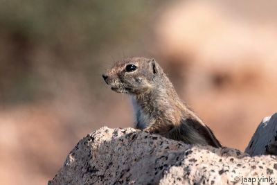 Barbary Ground Squirrel - Barbarijse Grondeekhoorn - Atlantoxerus getulus