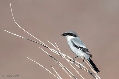 Canary Islands Desert Grey Shrike - Canarische Woestijnklapekster - Lanius meridionalis koenigi