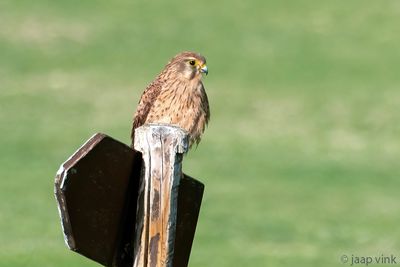 Common Kestrel - Torenvalk - Falco tinnunculus