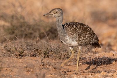 Houbara Bustard - Westelijke Kraagtrap - Chlamydotis undulata fuertaventurae