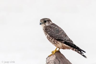 Merlin - Smelleken - Falco columbarius