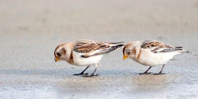 Snow Bunting - Sneeuwgors - Plectrophenax nivalis