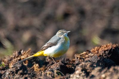 Grey Wagtail - Grote Gele Kwikstaart - Motacilla cinerea
