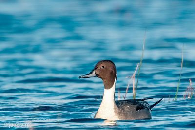 NorthernvPintail - Pijlstaart - Anas acuta