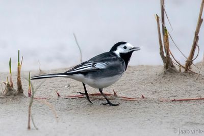 Pied Wagtail - Rouwkwikstaart - Motacilla alba yarrellii